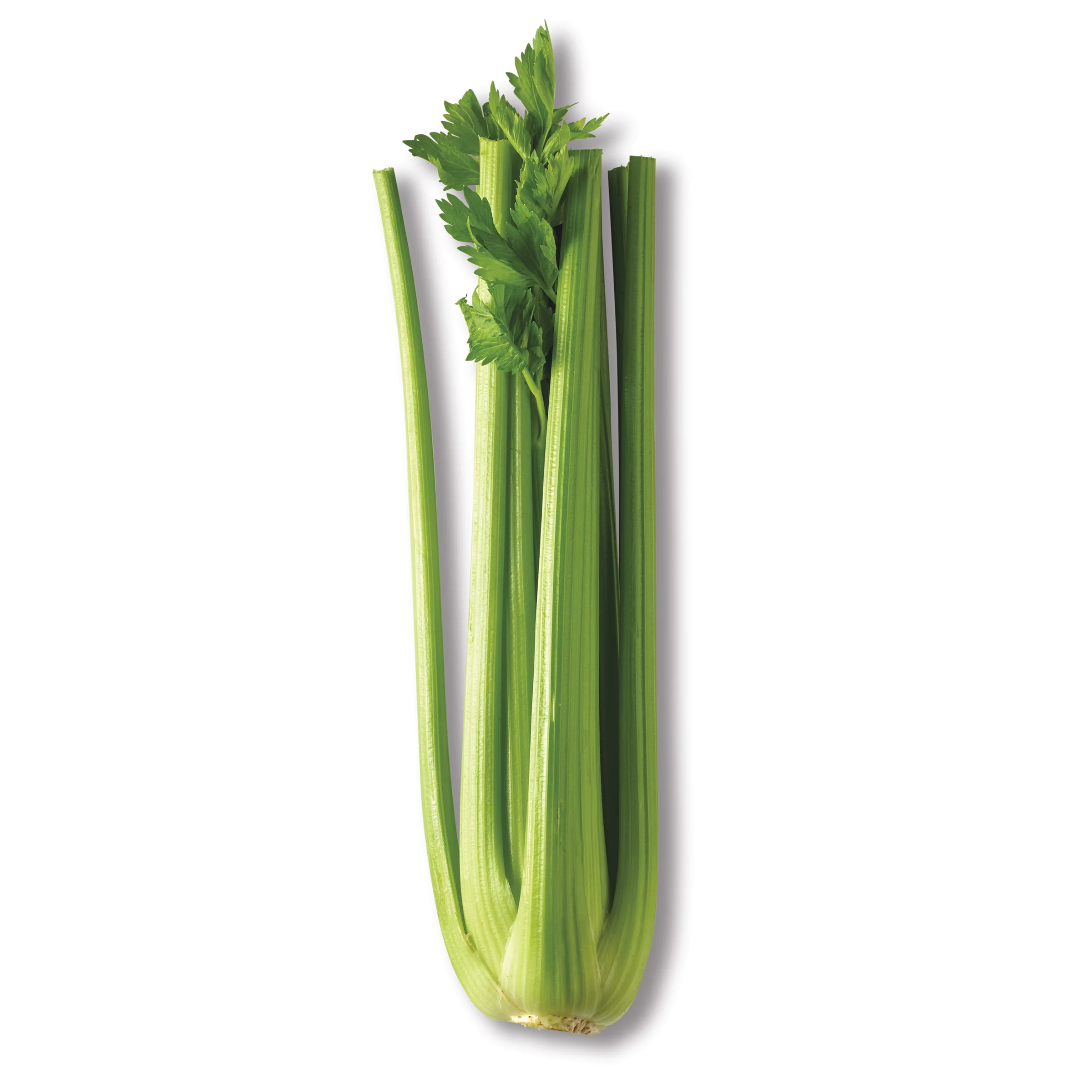 Celery