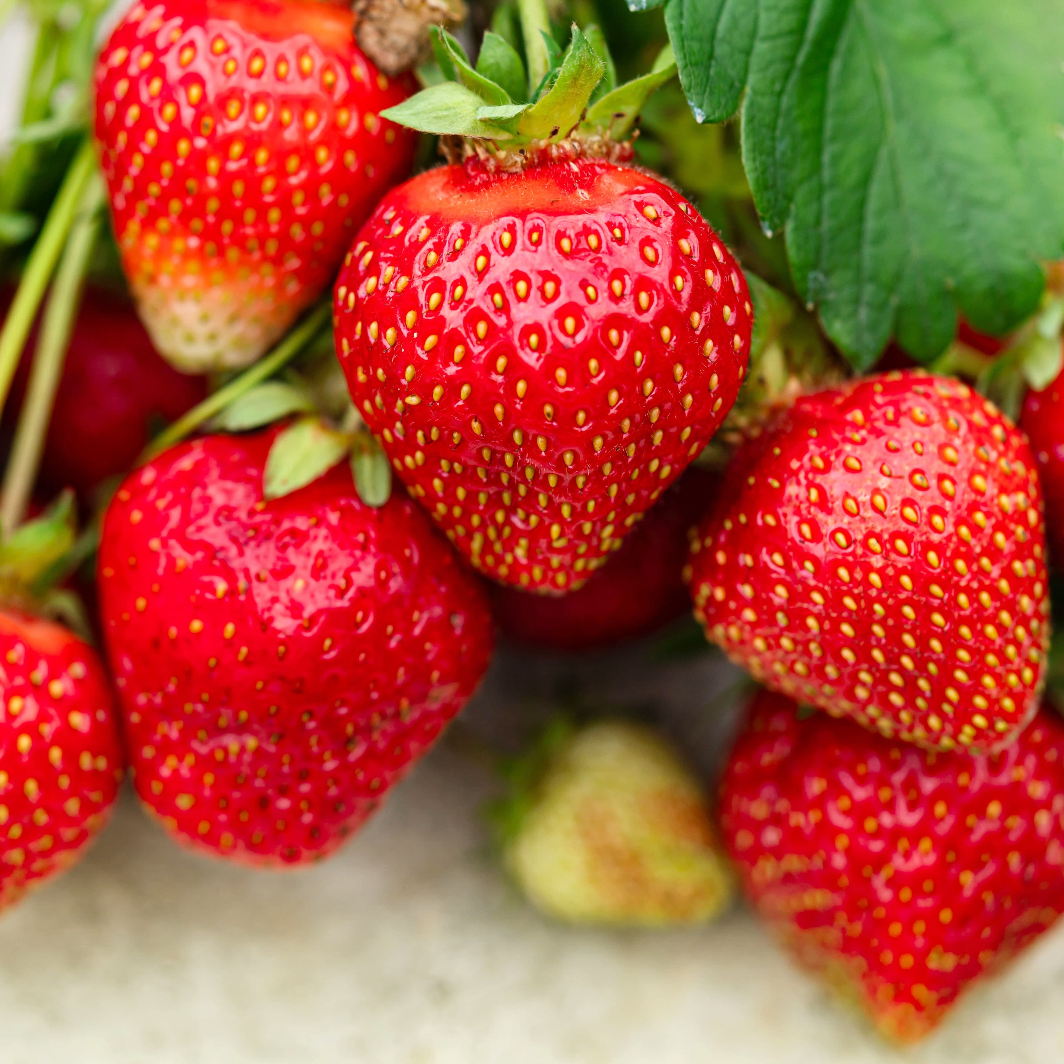Fresh Strawberries